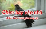 Chim bay vào nhà là điềm báo gì?