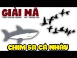 Chim sa cá nhảy là điềm báo gì