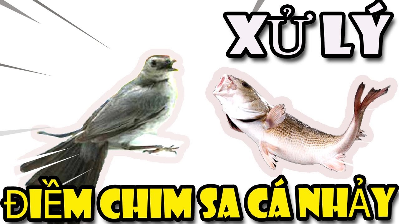 Chim sa cá nhảy là điềm báo gì