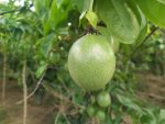 Tử vi ngày 28-3-2020 dương lịch của 12 con giáp