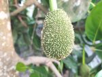 Tử vi hàng ngày 8-4-2020 thứ tư của 12 con giáp