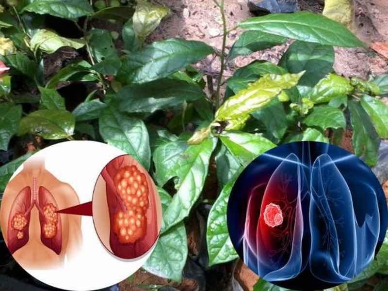 Cây xạ đen hỗ trợ điều trị ung thư phổi
