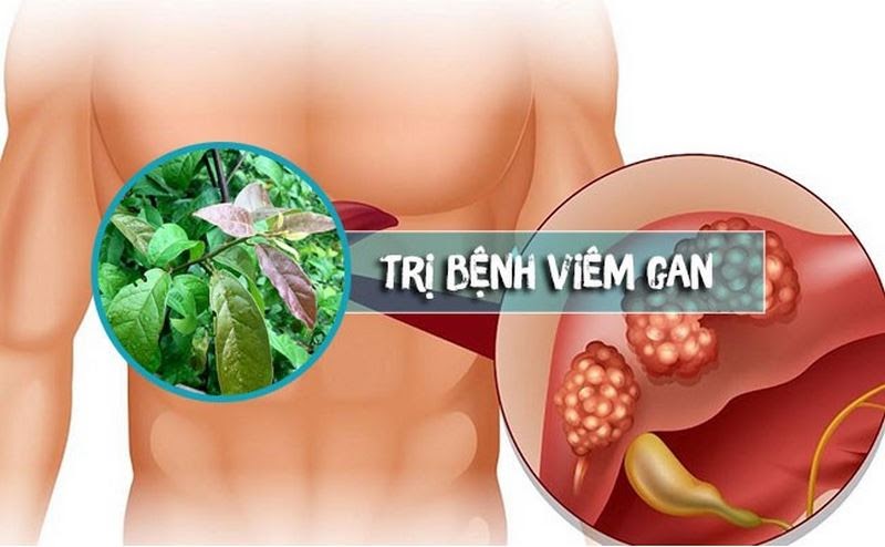 Điều trị viêm gan hiệu quả với cây xạ đen
