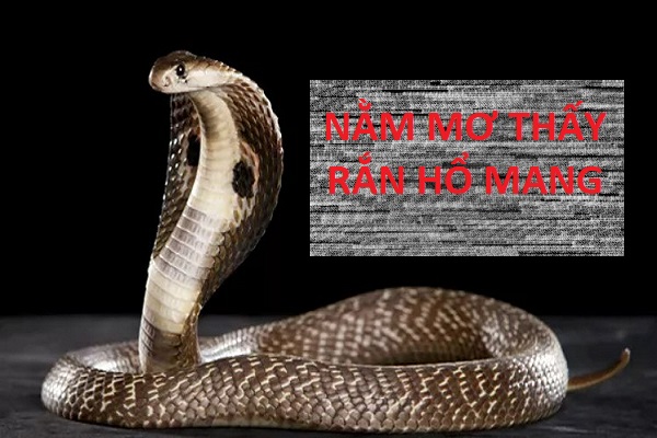 Mơ Thấy Rắn Hổ Mang Báo Hiệu Vận gì? Mơ Thấy Rắn Hổ Mang Báo Hiệu Vận gì?