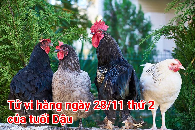 Tử vi hàng ngày 28/11 thứ 2 của tuổi Dậu