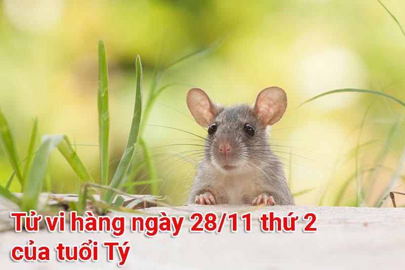 Tử vi hàng ngày 28/11 thứ 2 của tuổi Tý