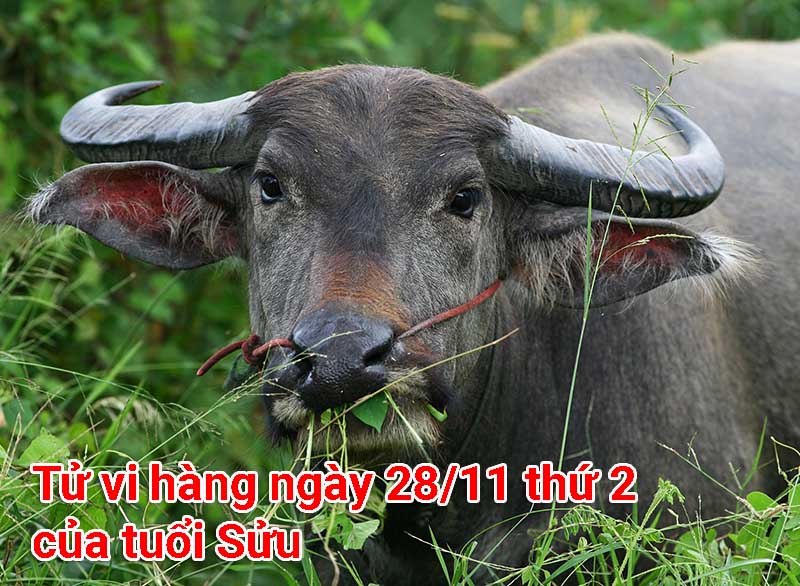 Tử vi ngày 28/11 thứ 2 của tuổi Sửu