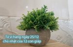 Tử vi hàng ngày 25/12 chủ nhật của 12 con giáp