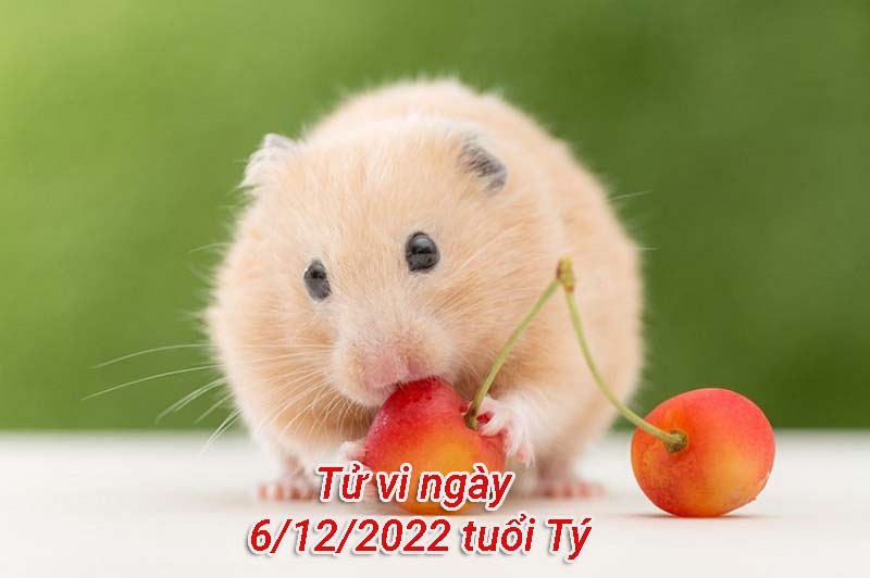 Tử vi ngày 6/12/2022 tuổi Tý