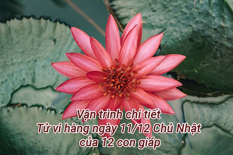 Vận trình chi tiết tử vi hàng ngày 11/12 Chủ Nhật của 12 con giáp