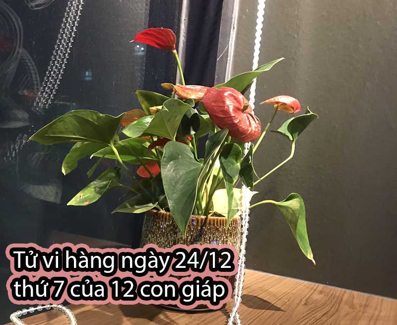 Xem tử vi hàng ngày 24 /12 thứ 6 của 12 con giáp